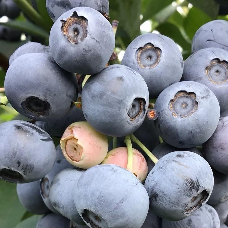 blueberry blueberry