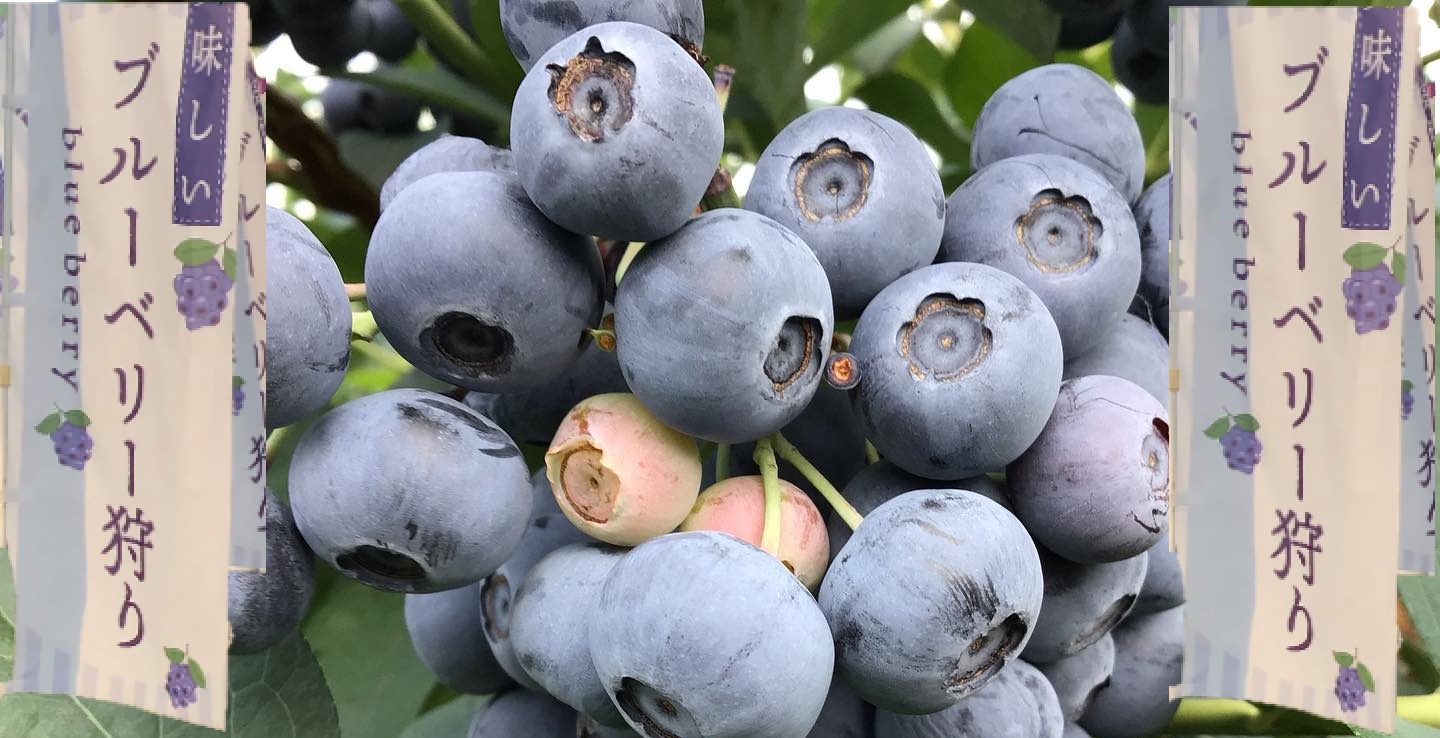 blueberry blueberry
